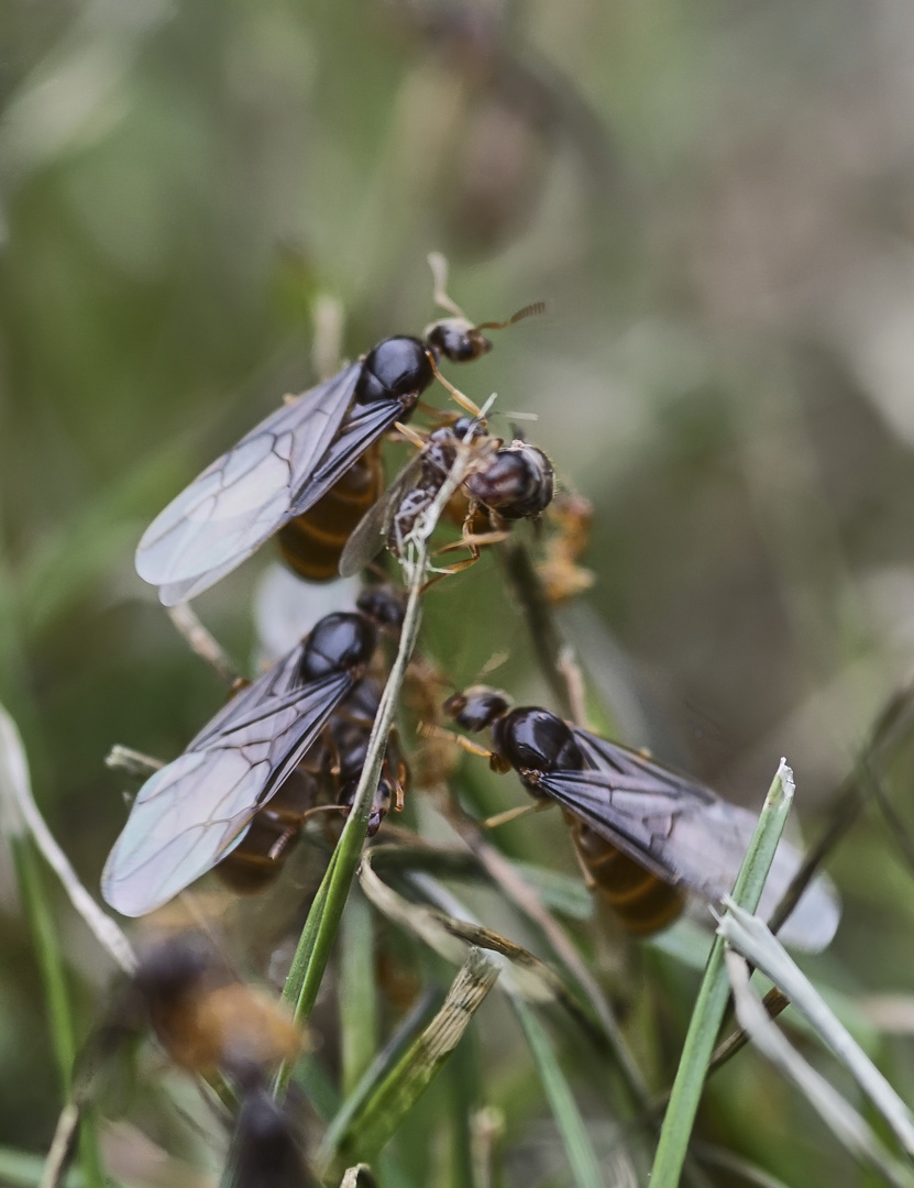 Hochzeitsflug