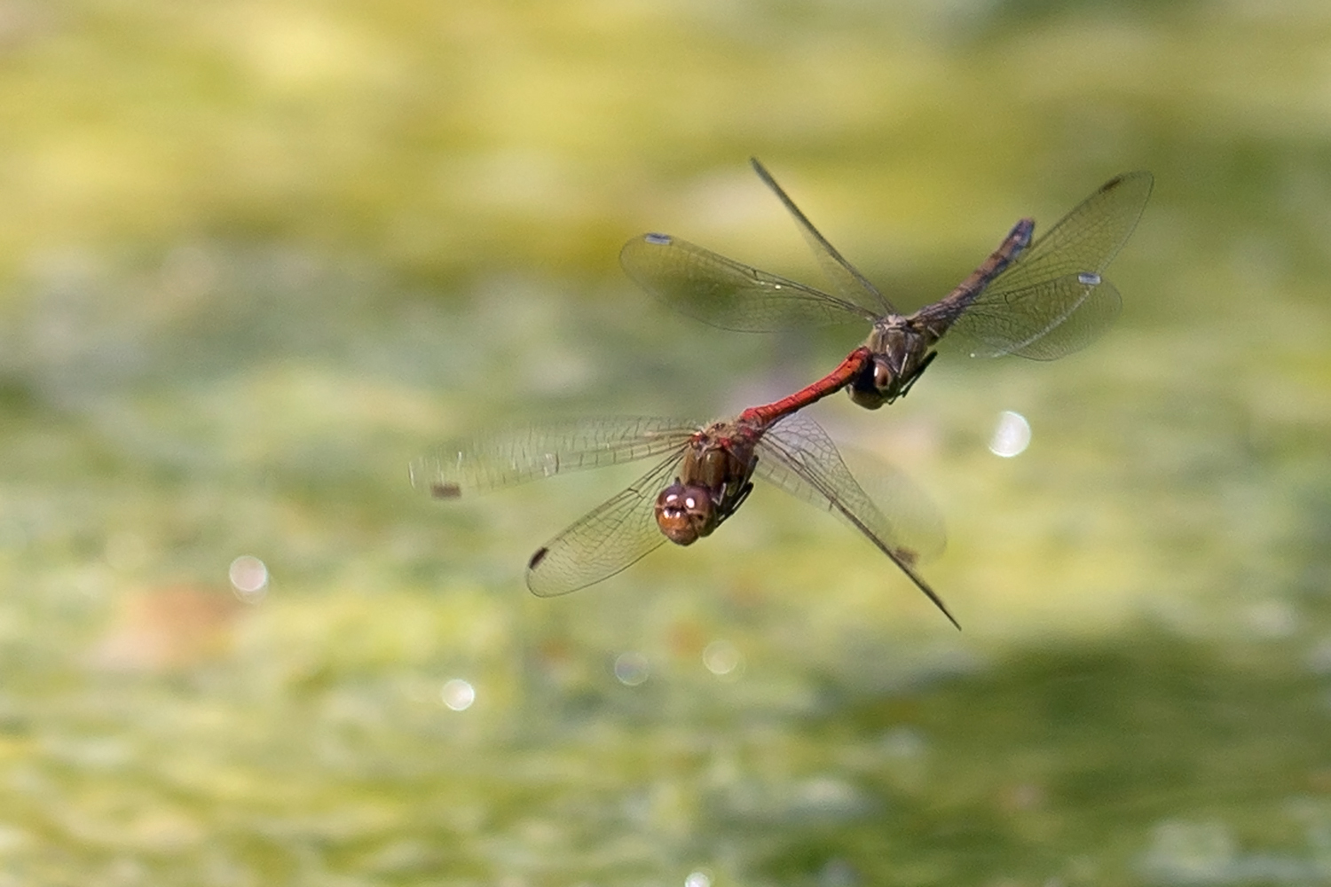 Hochzeitsflug der Blutroten Heidelibelle