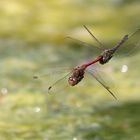 Hochzeitsflug der Blutroten Heidelibelle