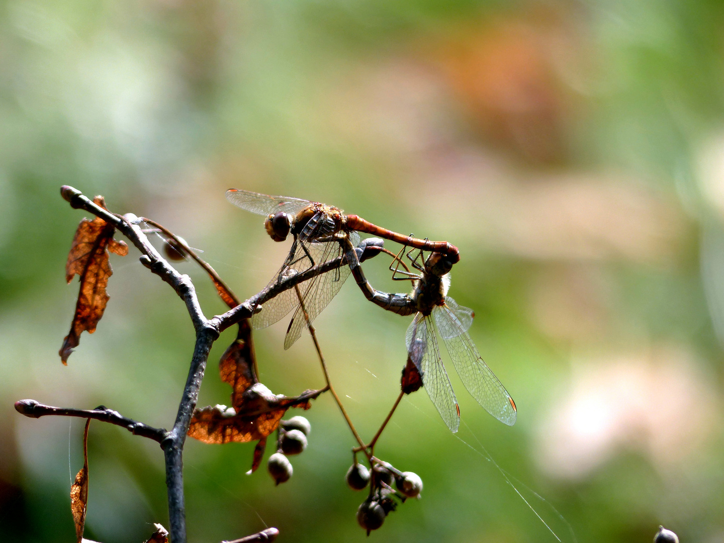 Hochzeitsflug im Herbst?