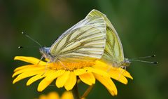 hochzeitsfoto der grünaderweißlinge