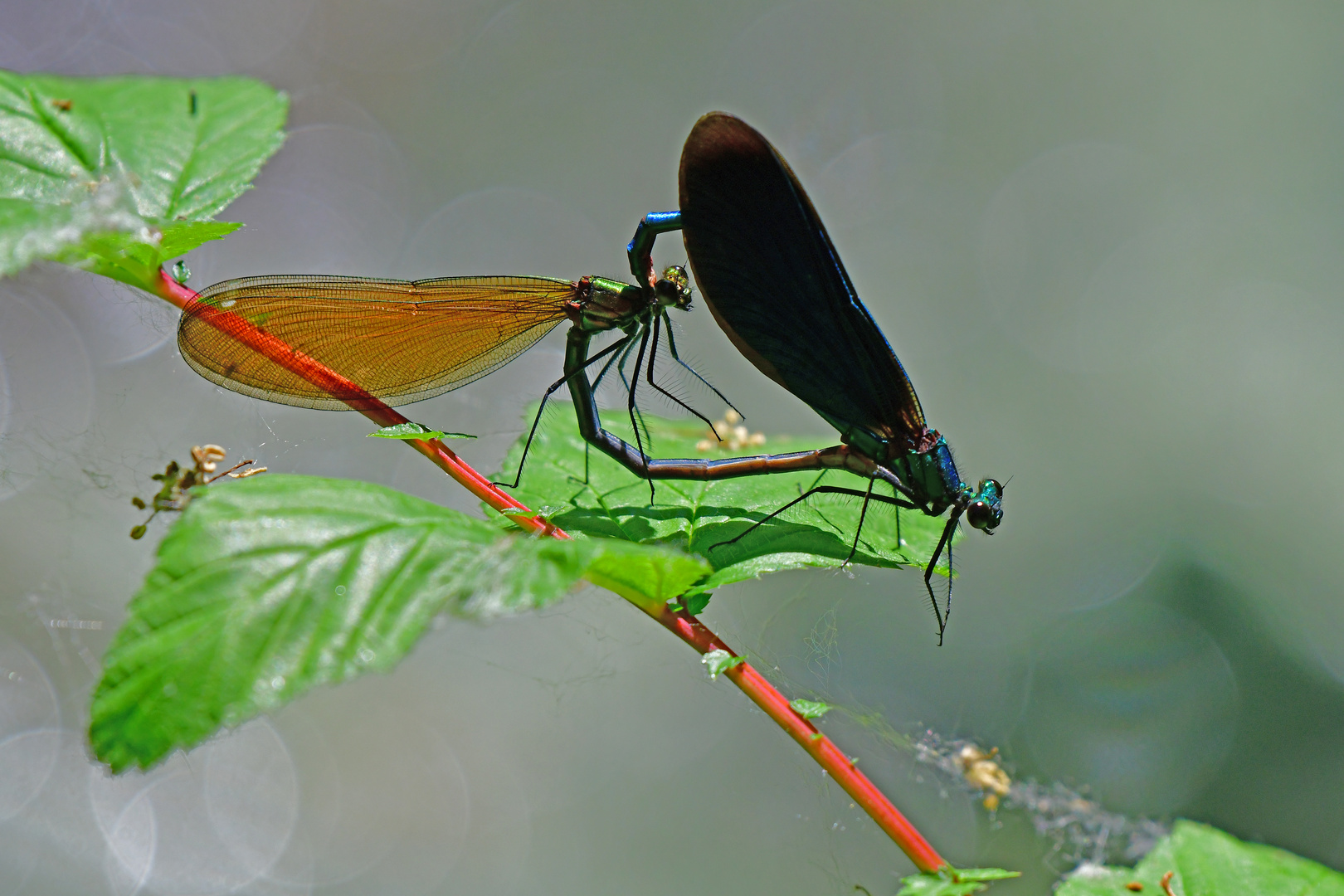 Hochzeitsfotografie: Blauflügel-Prachtlibelle (Calopteryx virgo)