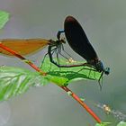 Hochzeitsfotografie: Blauflügel-Prachtlibelle (Calopteryx virgo)