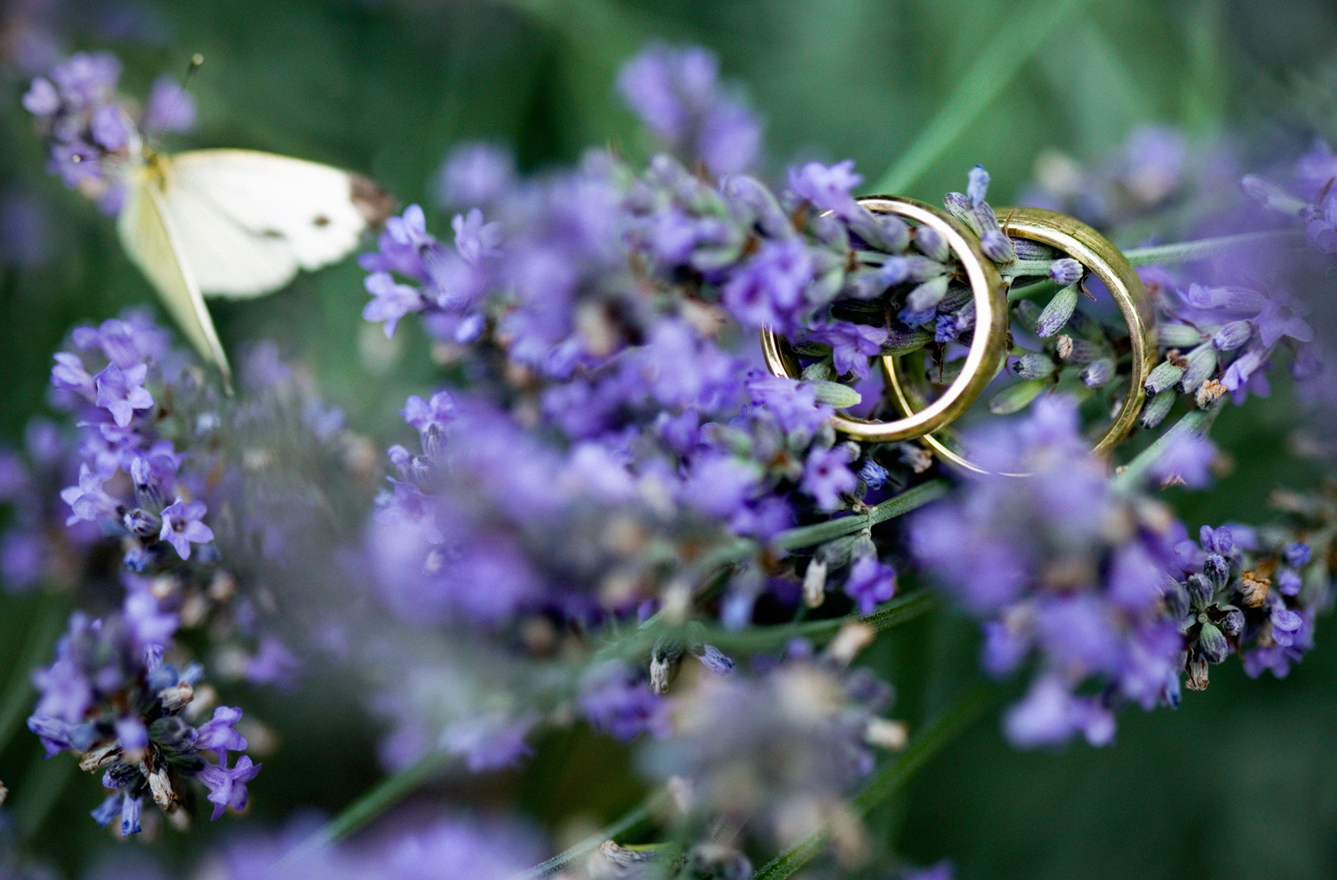 Hochzeitsfotografie - Trauringe im Lavendel mit Schmetterling