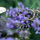 Hochzeitsfotografie - Trauringe im Lavendel mit Schmetterling