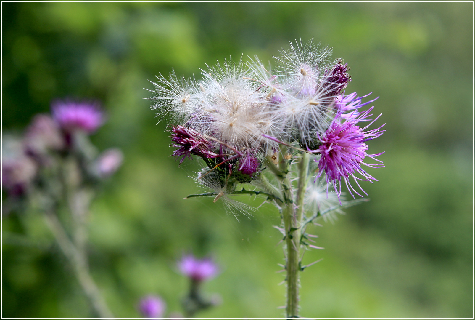  Hochzeitskleid der Distel 