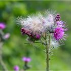  Hochzeitskleid der Distel 