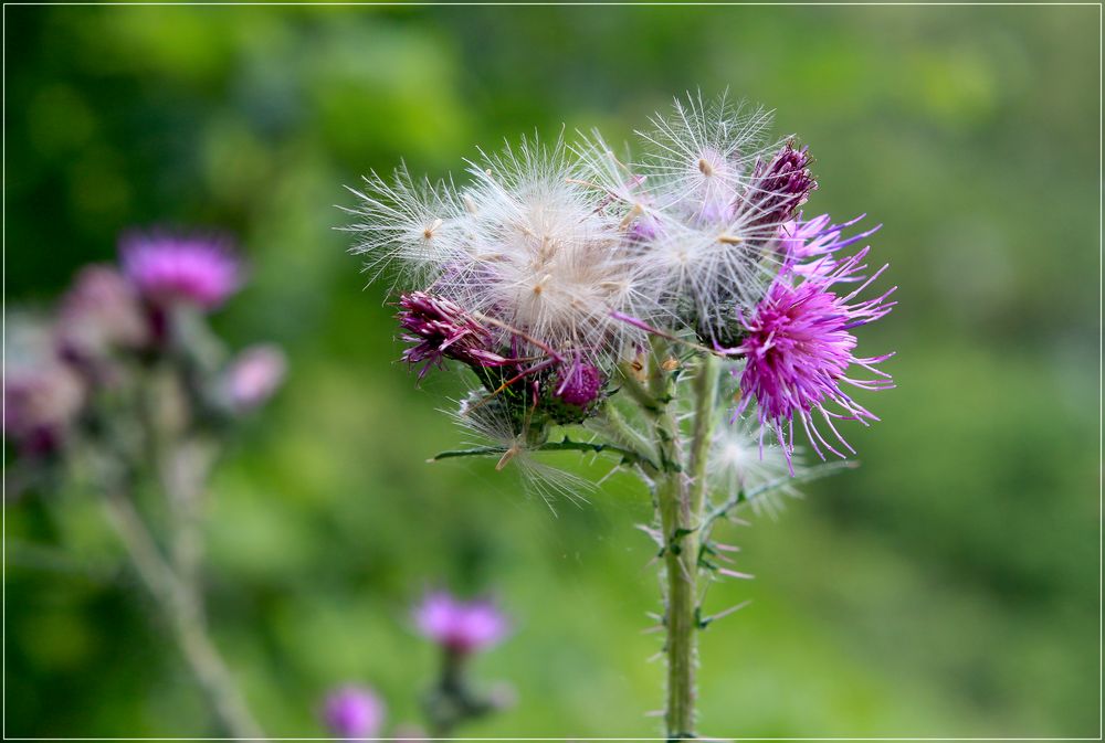  Hochzeitskleid der Distel 