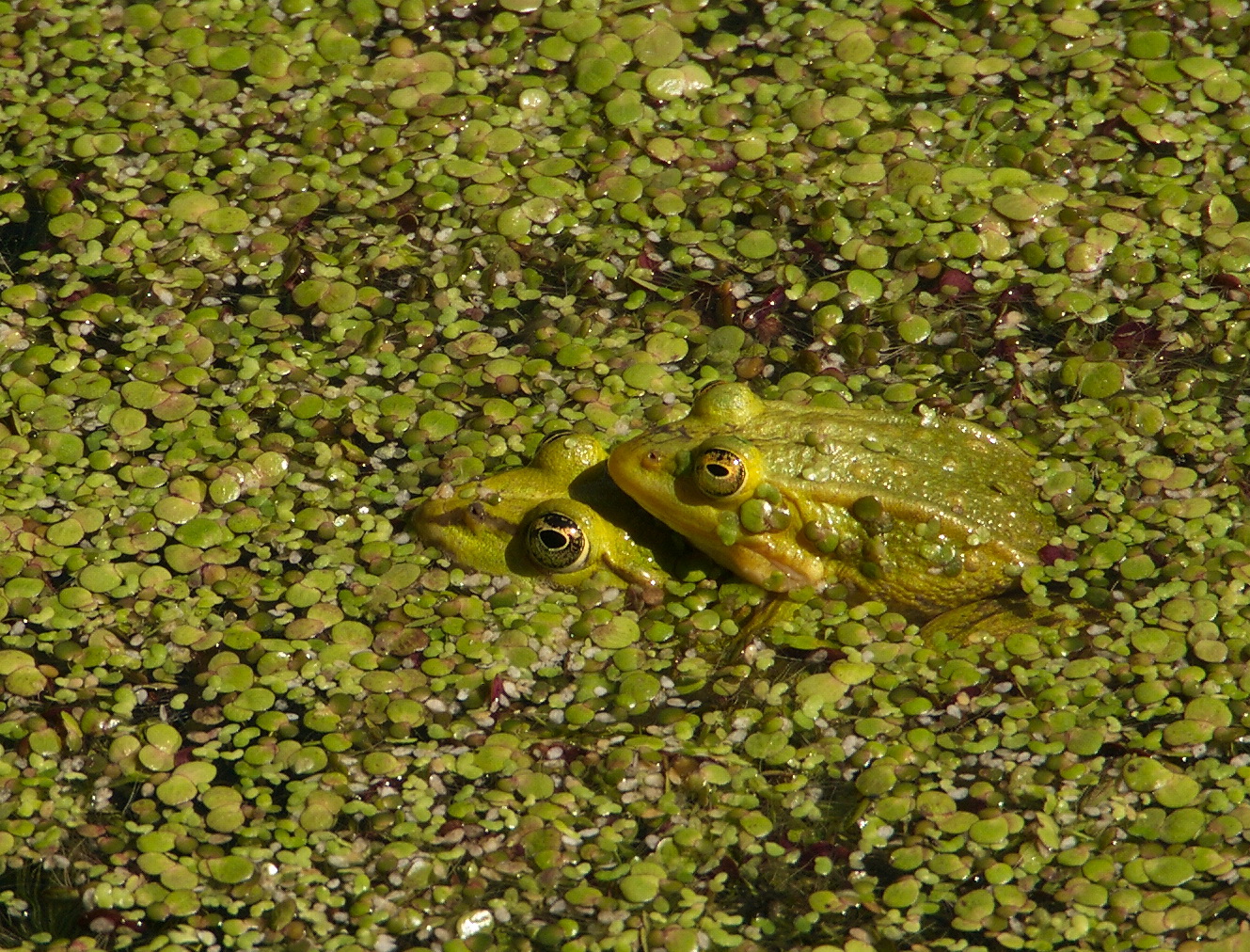 Hochzeitsreise im Wasserlinsenteich