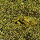 Hochzeitsreise im Wasserlinsenteich