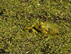 Hochzeitsreise im Wasserlinsenteich