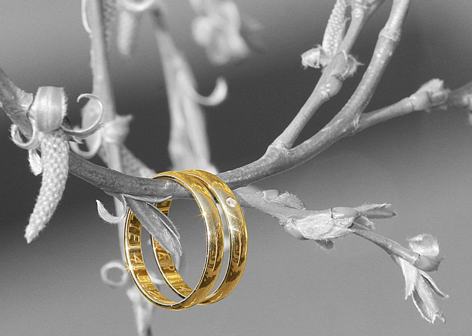 Hochzeitsringe Foto & Bild | stillleben, gold & juwelen, frühjahr ...