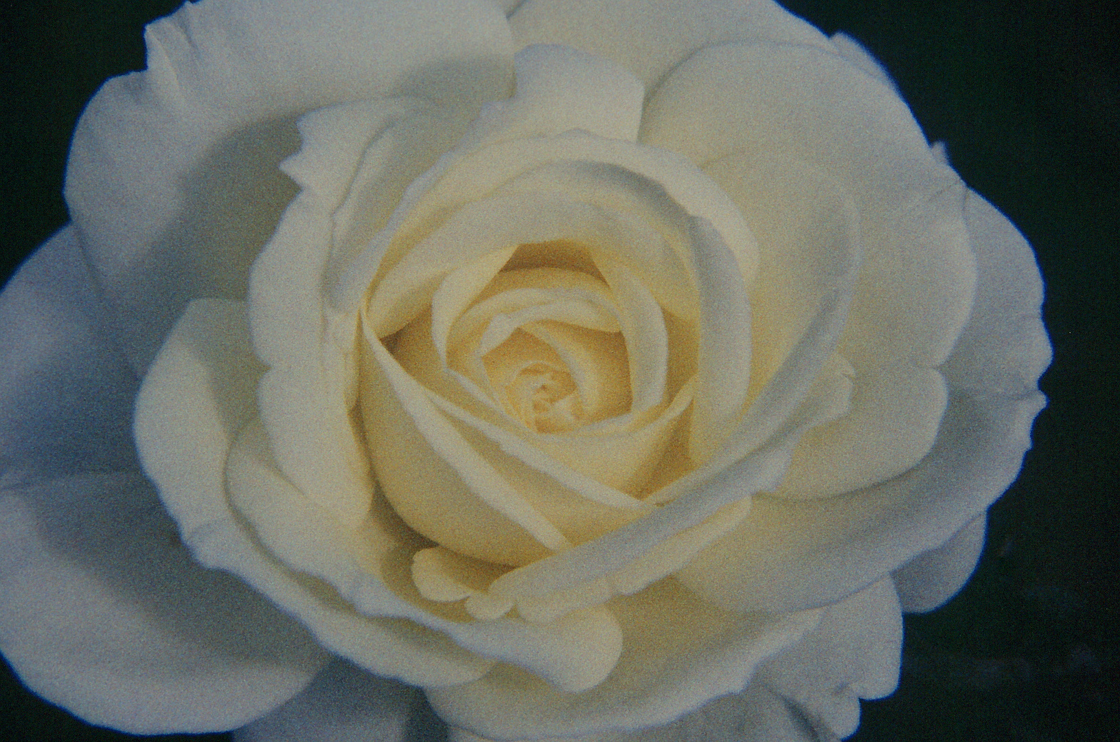 Hochzeitsrose