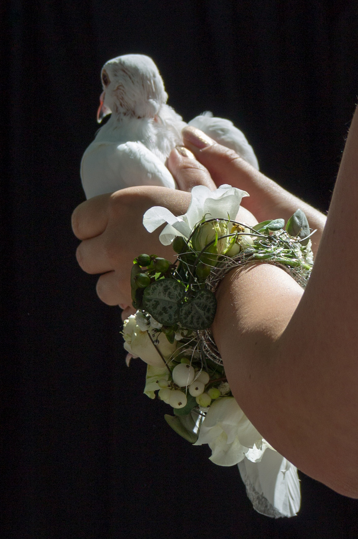 Hochzeitstaube vor dem Abflug