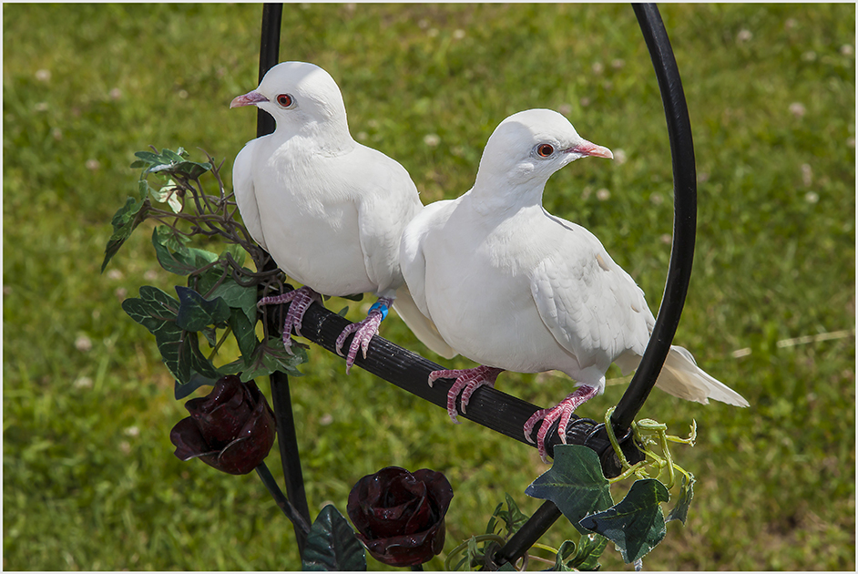 Hochzeitstauben