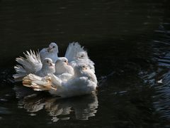 Hochzeitstauben