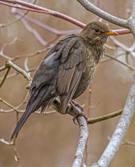 "Hockt rum, wie a Geier - oder?"