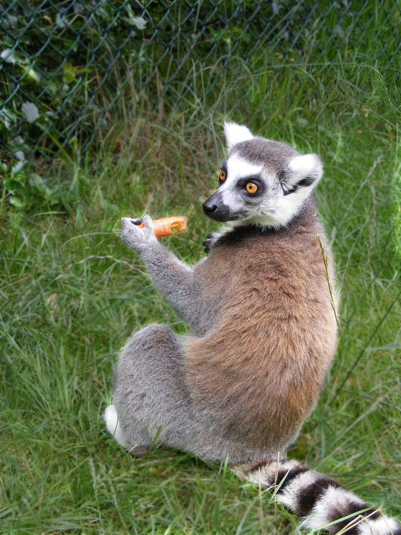 Hodenhagen Wildlifepark