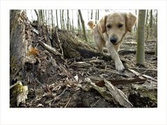 "Hodges allein im Wald"