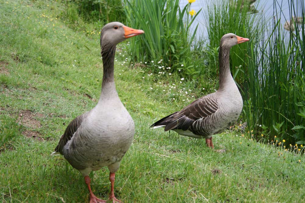 Höchst alamiert