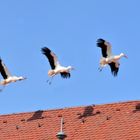 Höchstadt Rathaus Startbahn Dach - Storch Line - Abflug