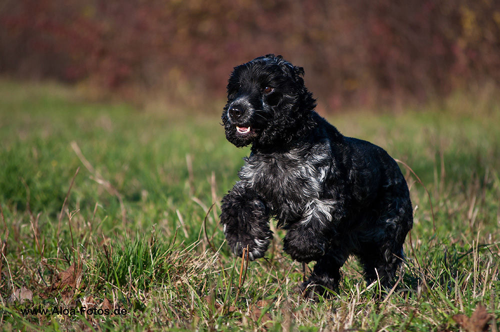 höchste Hundekonzentration