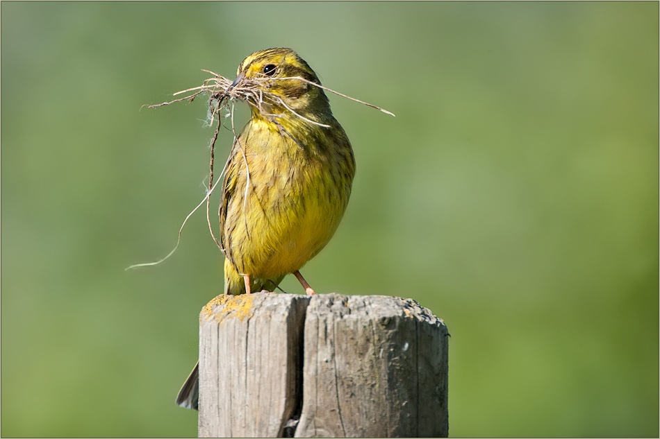 Höchste Zeit ein Nest zu bauen!