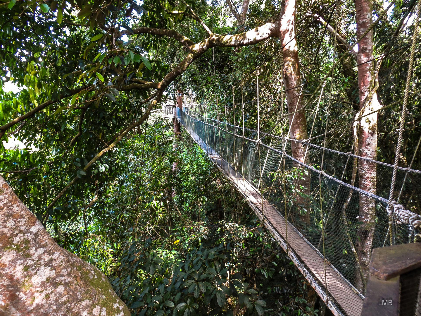 Höchster Regenwald-Wanderweg 