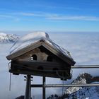 Höchstgelegenes Vogelhaus in Oberbayern?