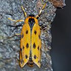 Höchstwahrscheinlich der Gelbe Alpen-Flechtenbär (Setina aurita) * - L'Ecaille alpine.