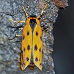 Höchstwahrscheinlich der Gelbe Alpen-Flechtenbär (Setina aurita) * - L'Ecaille alpine.