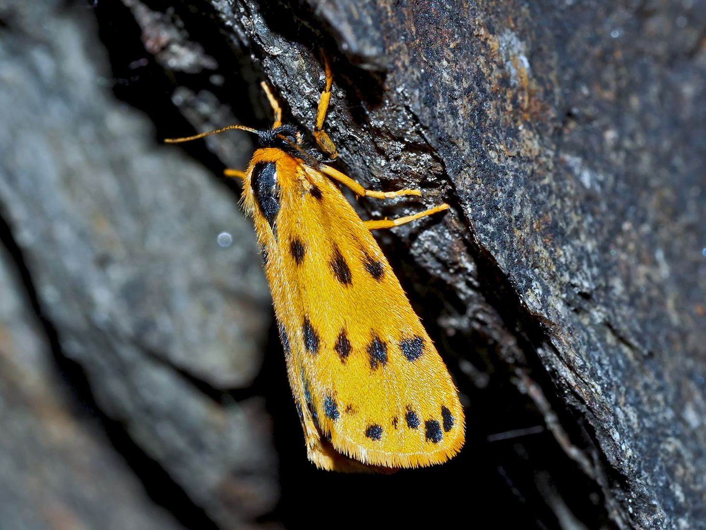 Höchstwahrscheinlich der Gelbe Alpen-Flechtenbär (Setina aurita) * - L'Ecaille alpine.