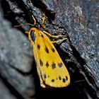 Höchstwahrscheinlich der Gelbe Alpen-Flechtenbär (Setina aurita) * - L'Ecaille alpine.