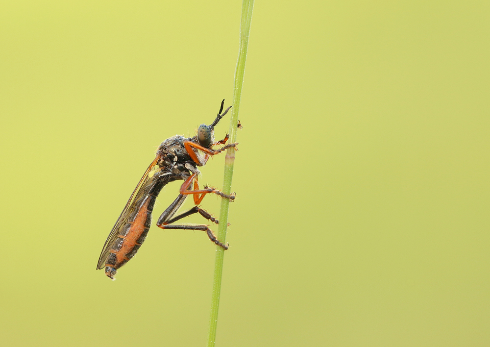 "Höcker-Habichtsfliege"