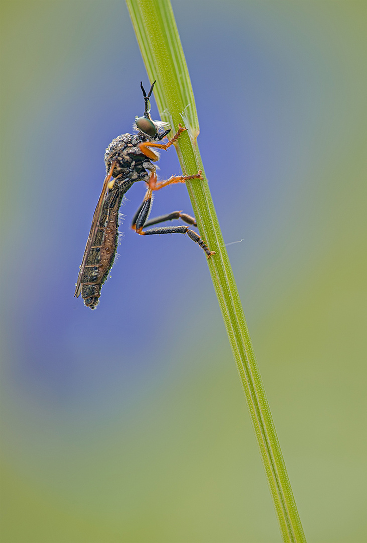 Höcker Habichtsfliege