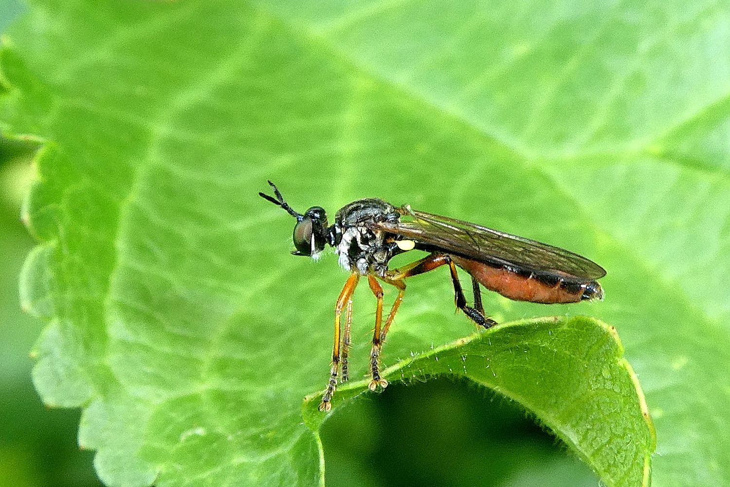 Höcker-Habichtsfliege