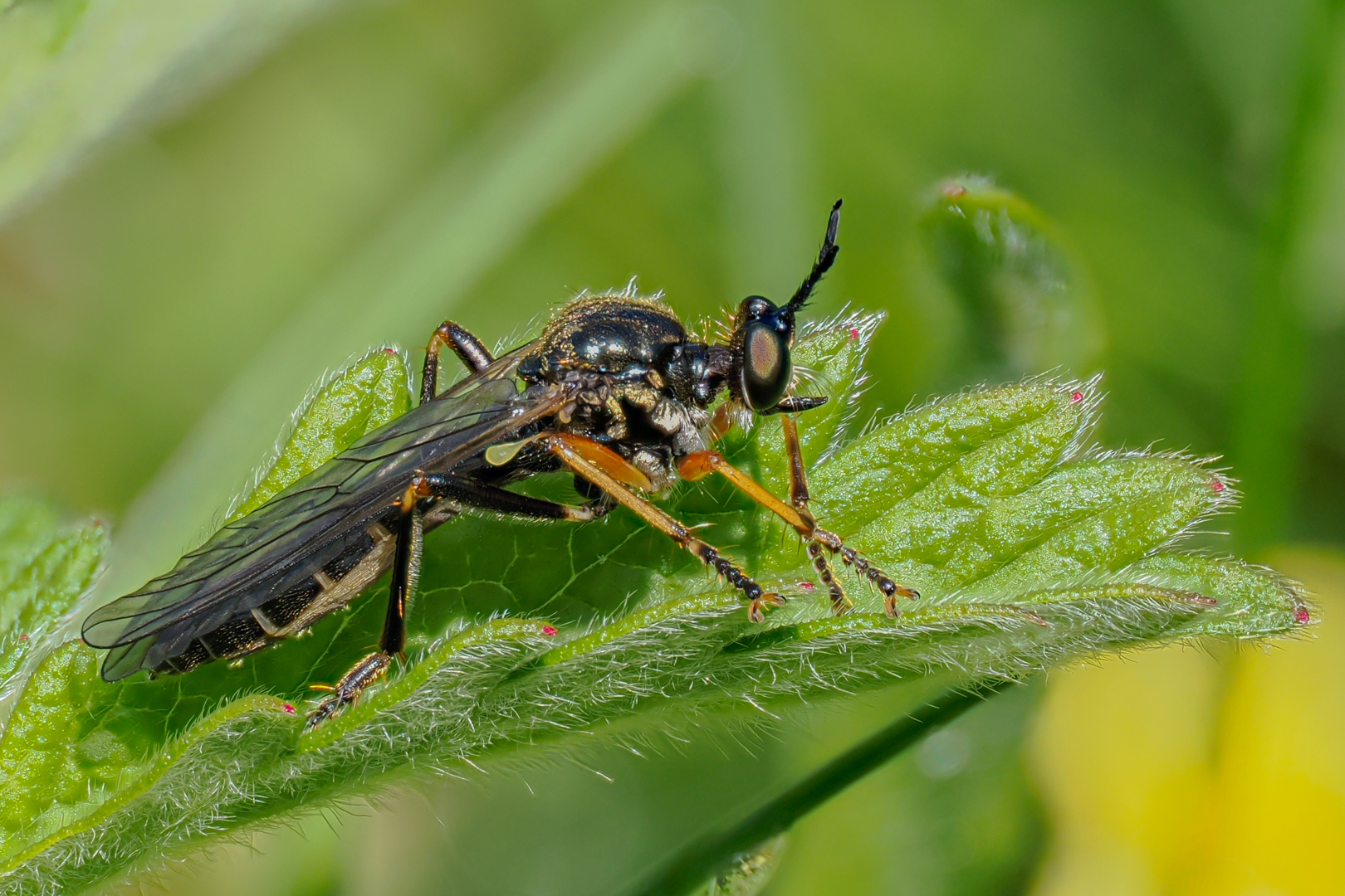 Höcker-Habichtsfliege, ca. 10 mm