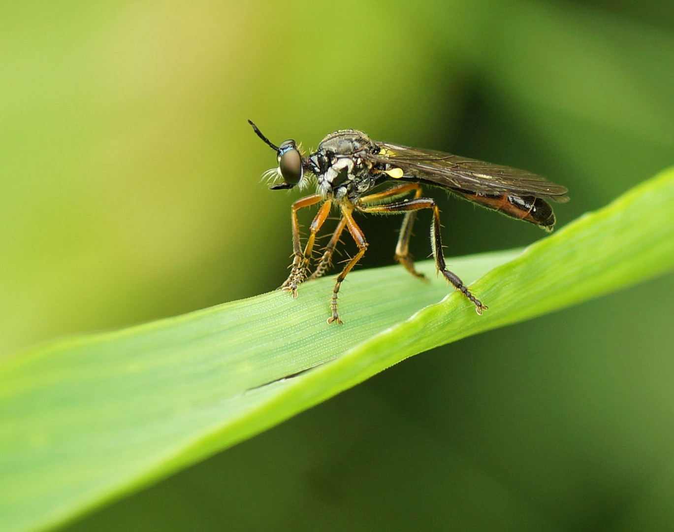 Höcker-Habichtsfliege (Dioctria rufipes)