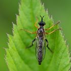 Höcker-Habichtsfliege (Dioctria rufipes) 