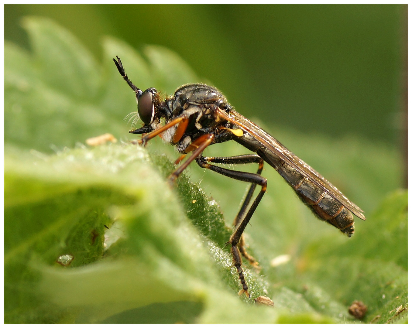 Höcker-Habichtsfliege (Dioctria rufipes)