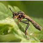 Höcker-Habichtsfliege (Dioctria rufipes)