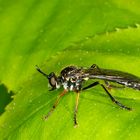 Höcker-Habichtsfliege (Dioctria rufipes) 