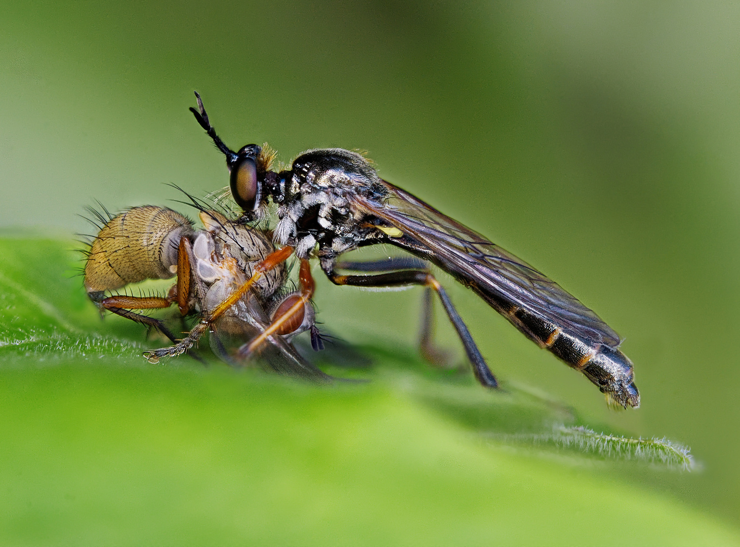 Höcker-Habichtsfliege (Dioctria rufipes) mit Beute