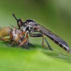 Höcker-Habichtsfliege (Dioctria rufipes) mit Beute