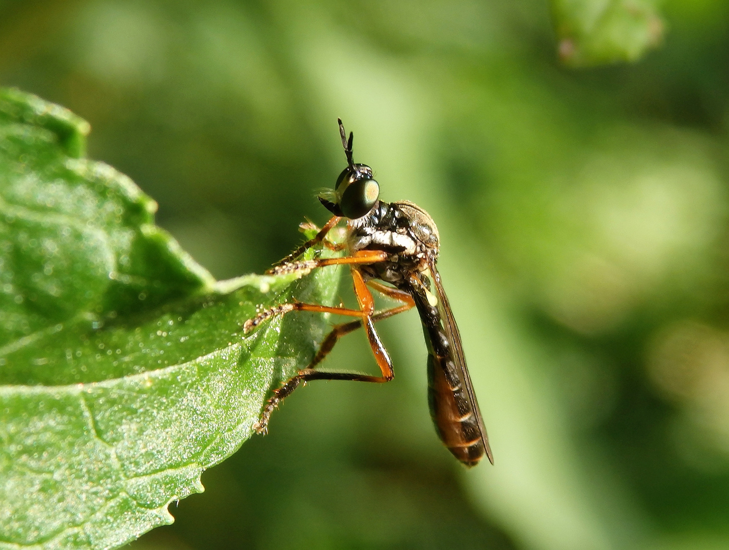 Höcker-Habichtsfliege in der Gartenhecke