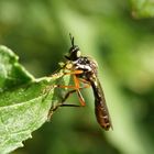 Höcker-Habichtsfliege in der Gartenhecke