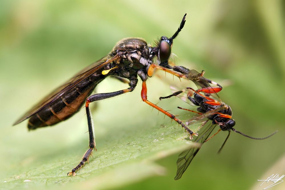 Höcker-Habichtsfliege mit Beute