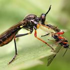 Höcker-Habichtsfliege mit Beute