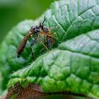 Höcker-Habichtsfliege mit Beute