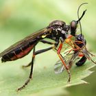 Höcker-Habichtsfliege mit Beute Teil 2